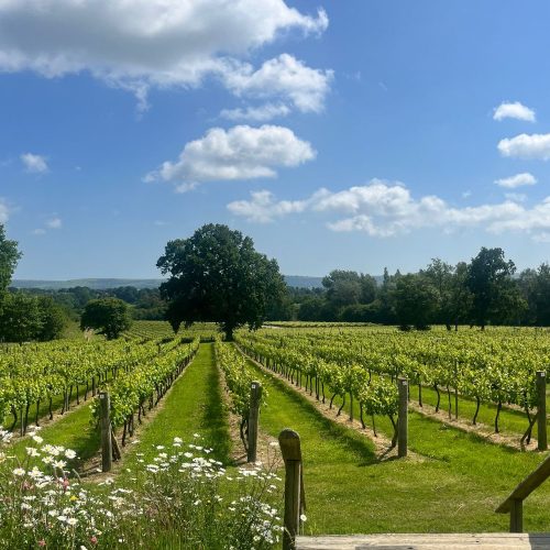Wine and dandy! The best wine tours, tastings and vineyard visits around West Sussex 