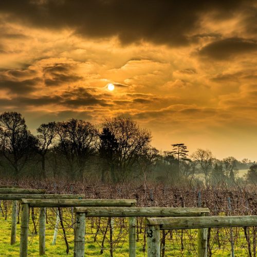 Sip, sip, hooray! Five of the best wine events happening locally at Bolney Wine Estate over winter