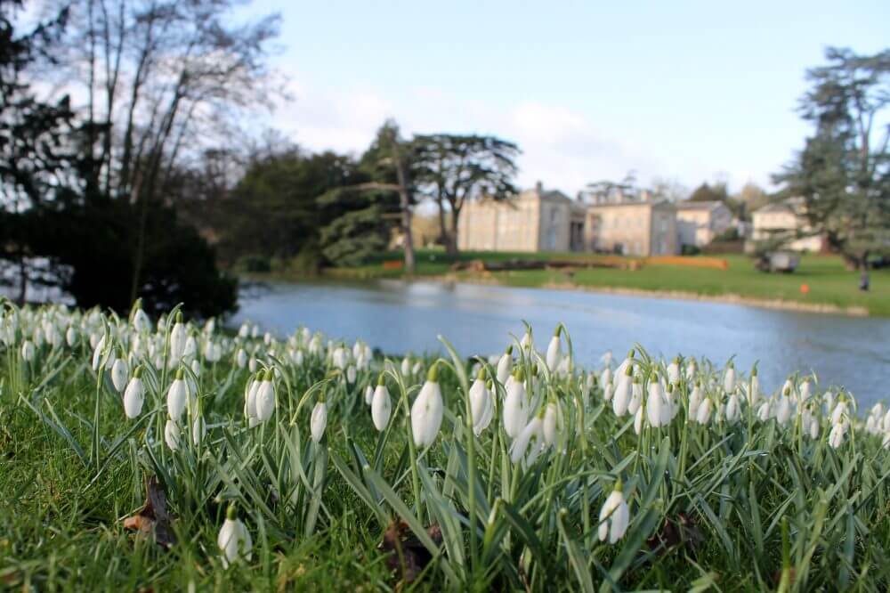 Snowdrops everywhere! 12 lovely local walks