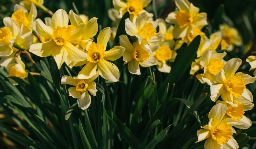 8 places to see daffodils in Warks &amp; the West Mids