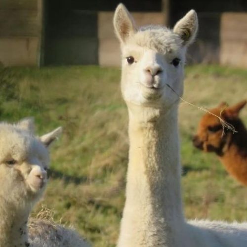 Review: Lucky Tails Alpaca Farm