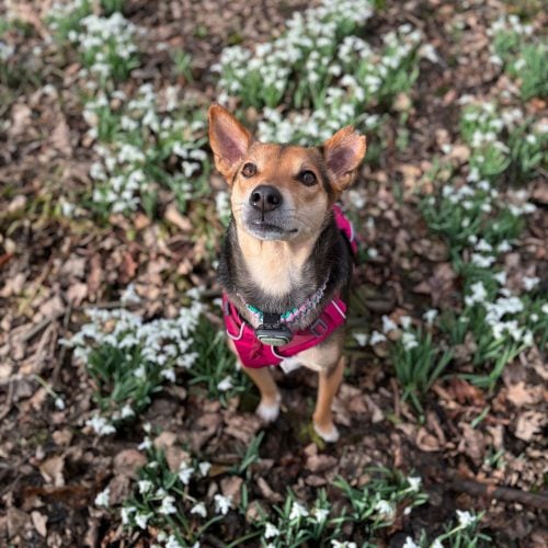 Snowdrops everywhere! 12 lovely local walks