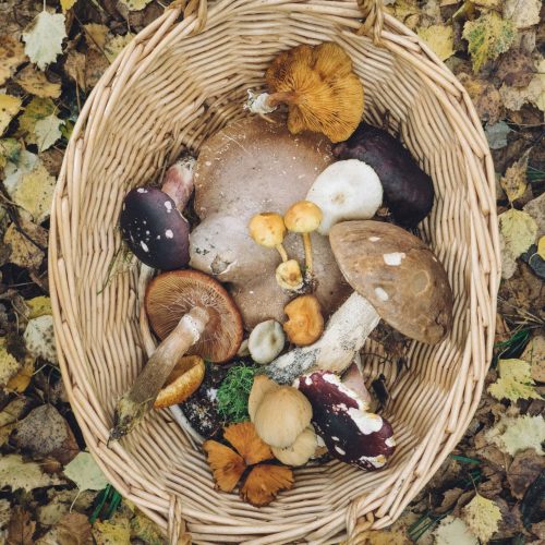 Where to go foraging in Warks and the West Mids