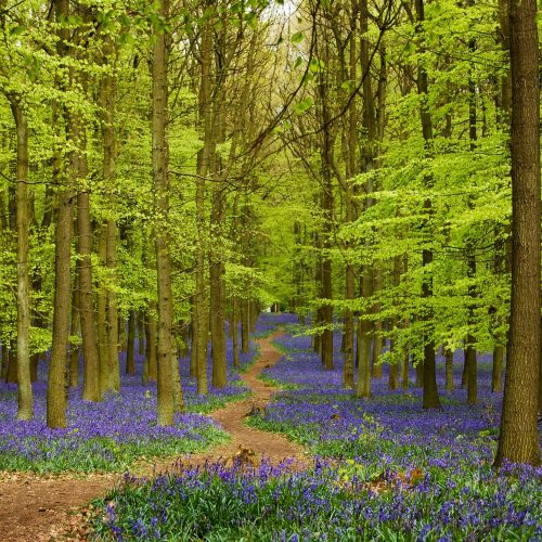 Best bluebell walks in Warwickshire &amp; the West Midlands