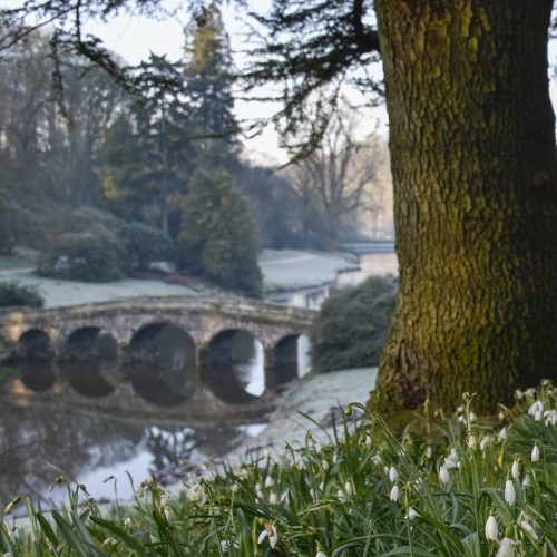 Snowdrops in Wiltshire: where to see them in 2023