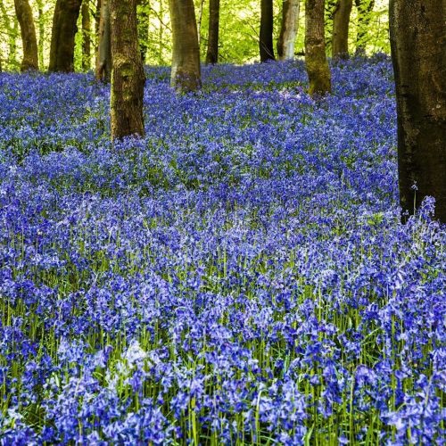 Blooming marvellous: The best bluebell walks in Wiltshire 