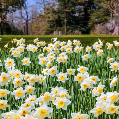 Dazzling daffodils! Where to see a blaze of colour in Wiltshire