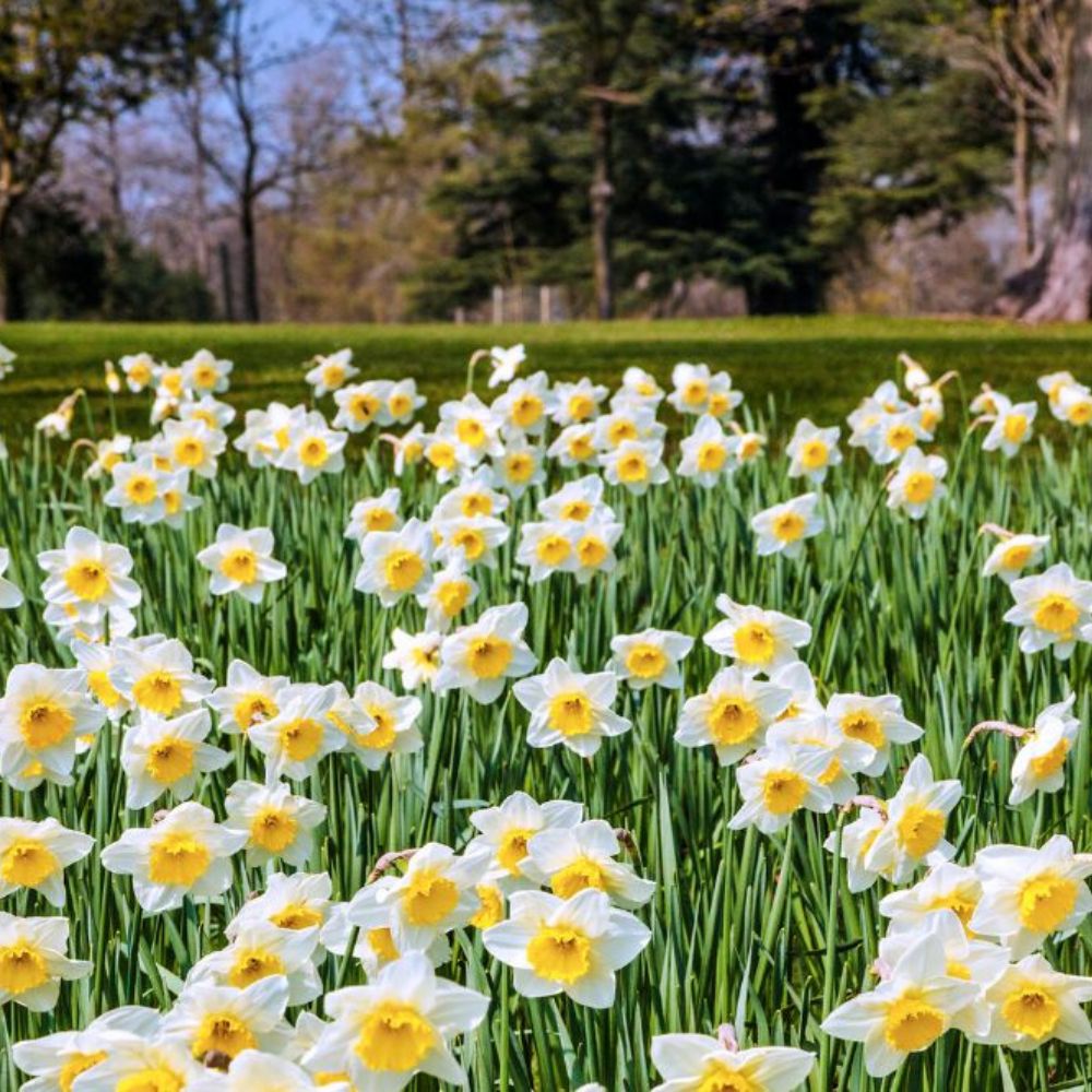 Mellow yellow! Gorgeous daffodil walks in Wiltshire