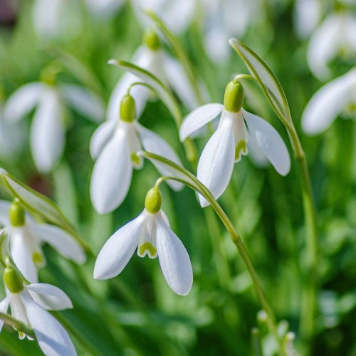 Flower power! The best spots to soak up snowdrops in Wiltshire