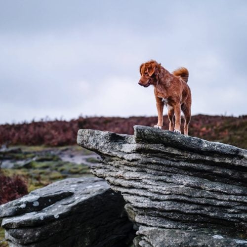 Paw-fect Peaks! Your tail-wagging, dog-friendly guide