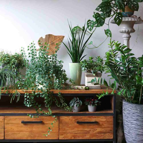 Staying alive! How to avoid killing your houseplants this winter