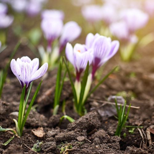 Five gardening jobs to do in February