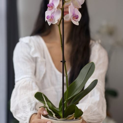 Serial plant killer? Here's how to keep your orchids alive