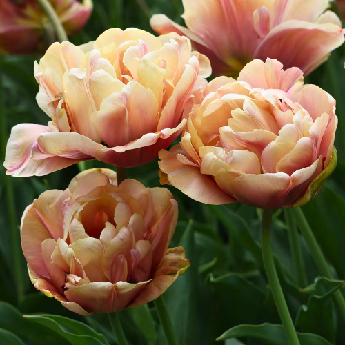 Get banging blooms for your buck! 10 Spring bulbs to plant now