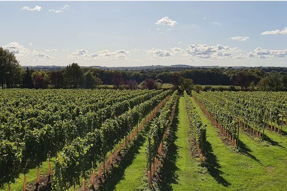 Bluestone Vineyard