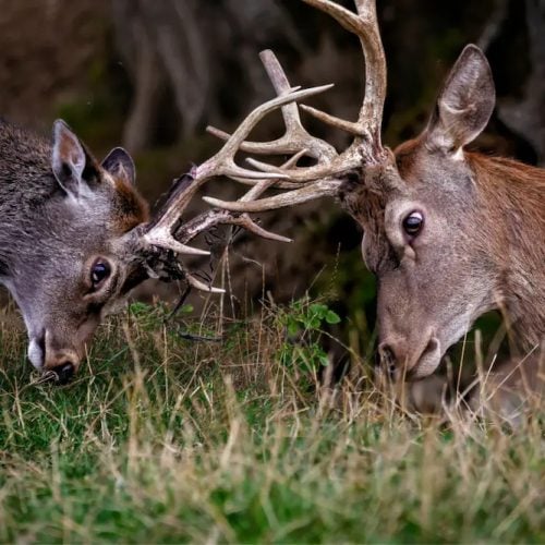 Bucklebury Farm & Deer Safari Park