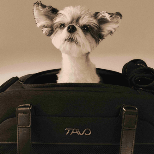 Win a luxe Dupree™️ pet carrier and car seat, worth £250